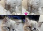 Ragdoll Siberian - Ragdoll Kitten For Sale - Farmington&comma; MN&comma; US