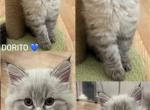 Ragdoll Siberian - Ragdoll Kitten For Sale - Farmington&comma; MN&comma; US