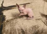 Jessy - Sphynx Kitten For Sale - Empire State&comma; NY&comma; US
