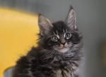 Rascal - Maine Coon Kitten For Sale - Elk Grove&comma; CA&comma; US