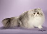 Adiiyah - Persian Kitten For Sale - 