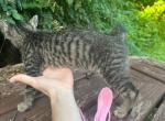 Black bobtail girl kitten - American Bobtail Kitten For Sale - Philadelphia&comma; PA&comma; US