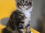 Darla - Maine Coon Kitten For Sale - Elk Grove&comma; CA&comma; US