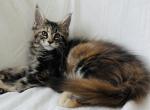 Girl V47 - Maine Coon Kitten For Sale - 