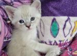 TICA Registered Lynx point girl - Siamese Kitten For Sale - Wayland&comma; MA&comma; US
