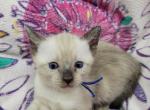 seal point boy - Siamese Kitten For Sale - Wayland&comma; MA&comma; US