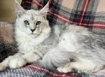 Male V82 - Maine Coon Kitten For Sale - 