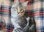 Boy V45 - Maine Coon Kitten For Sale - 