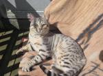 Clay - Bengal Cat For Sale - Putnam&comma; CT&comma; US