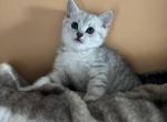 Petrusha - Scottish Fold Kitten For Sale - 