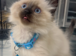 Munchkin Ragdoll - Munchkin Kitten For Sale - Dearborn Heights&comma; MI&comma; US
