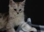 Jasmine - Maine Coon Kitten For Sale - IN&comma; US