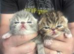 Honey and mouse - Exotic Kitten For Sale - Arlington Heights&comma; IL&comma; US