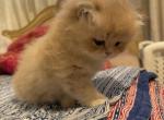 British short hair - British Shorthair Kitten For Sale - 