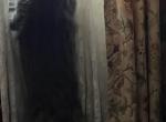 Gunner Groot - Maine Coon Cat For Sale - Monaca&comma; PA&comma; US