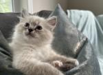 Burberry TICA Ragdoll - Ragdoll Kitten For Sale - Amherst&comma; NH&comma; US