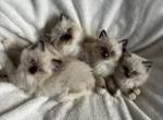 Ragdoll Kitten - Ragdoll Kitten For Sale - San Diego&comma; CA&comma; US