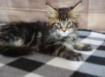 Leo - Maine Coon Kitten For Sale - IN&comma; US