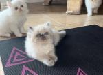 Madix - Persian Kitten For Sale - Miami&comma; FL&comma; US