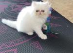 Madix - Persian Kitten For Sale - Miami&comma; FL&comma; US