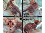 Bengalese - Bengal Kitten For Sale - 
