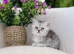 Blue spotted Scottish straight - Scottish Straight Kitten For Sale - City Of Spokane Valley&comma; WA&comma; US