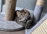 Frankie and Jinx - Persian Kitten For Sale - Beachwood&comma; NJ&comma; US