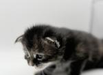 Alaia - Maine Coon Kitten For Sale - Miami&comma; FL&comma; US