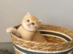 Scottish Straight Male cute kitten - Scottish Straight Kitten For Sale - Orlando&comma; FL&comma; US