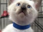 Blue boy - Siamese Kitten For Sale - 