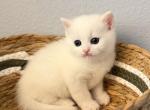 Scottish Straight boy white kitten - Scottish Straight Kitten For Sale - Orlando&comma; FL&comma; US