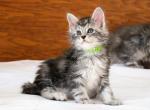 Gawain - Maine Coon Kitten For Sale - 