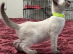 Yellow girl - Siamese Kitten For Sale - 