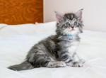 Gerault - Maine Coon Kitten For Sale - 
