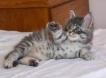 Gaston - Maine Coon Kitten For Sale - 