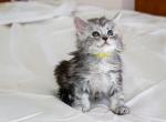 Galatea - Maine Coon Kitten For Sale - MI&comma; US