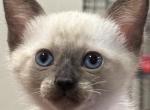 Pink girl - Siamese Kitten For Sale - 
