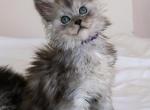 Gabriel - Maine Coon Kitten For Sale - MI&comma; US