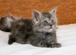 Gulliver - Maine Coon Kitten For Sale - MI&comma; US