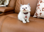 Burgandy Collar - Ragdoll Kitten For Sale - Meadville&comma; PA&comma; US