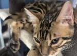 Ascano cattery - Bengal Kitten For Sale - 
