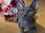 Bluey - Devon Rex Kitten For Sale - 
