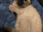 New litter siamese kittens ready all color points - Siamese Kitten For Sale - 