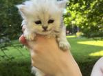 Luna - Persian Kitten For Sale - 