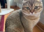 Scottish golden fold boy - Scottish Fold Kitten For Sale - 