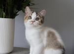 British shorthair boy - British Shorthair Kitten For Sale - Shakopee&comma; MN&comma; US