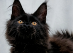 Universe - Maine Coon Kitten For Sale - Charlotte&comma; NC&comma; US