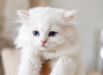 Turkish Angora - Turkish Angora Kitten For Sale - Miami&comma; FL&comma; US