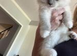 Lovebug - Ragdoll Kitten For Sale - 