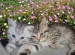 Four Scottish Straight Girls - Scottish Straight Kitten For Sale - 